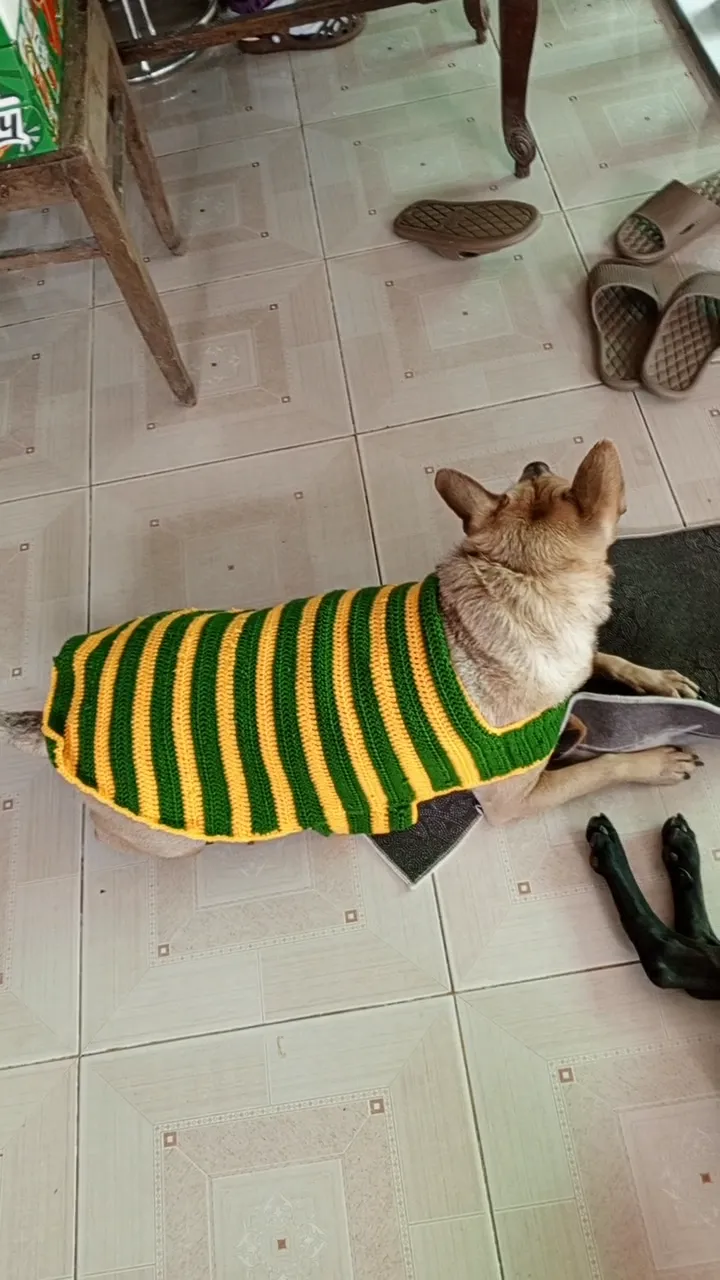 Chien in his sweater