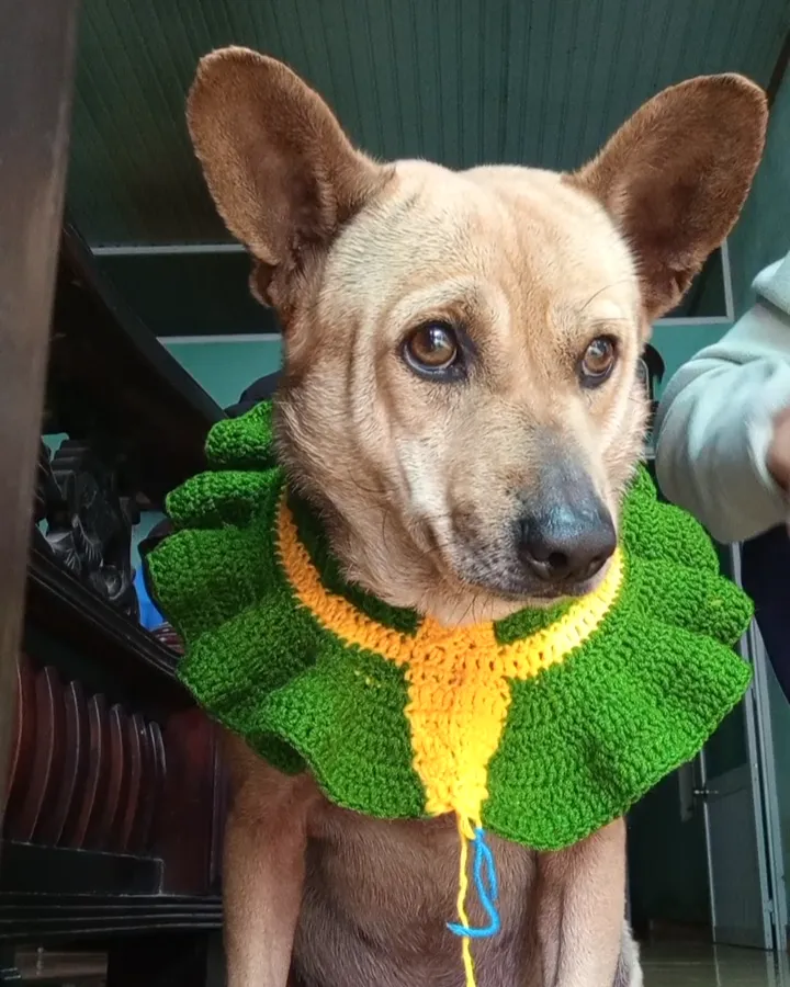 Chien's beautiful sweater